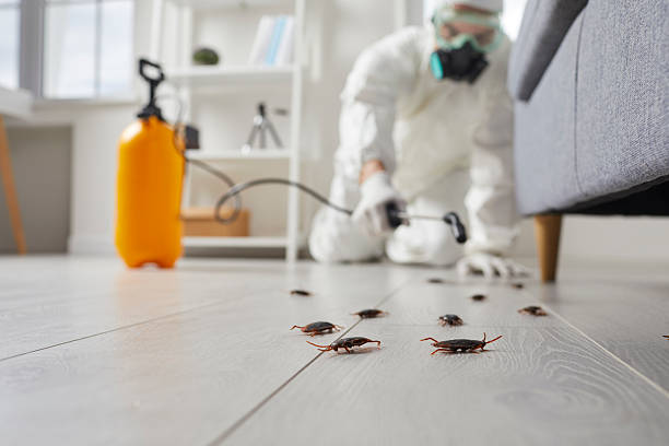 Post-Treatment Bed Bug Interceptor Monitoring in Lincolnshire